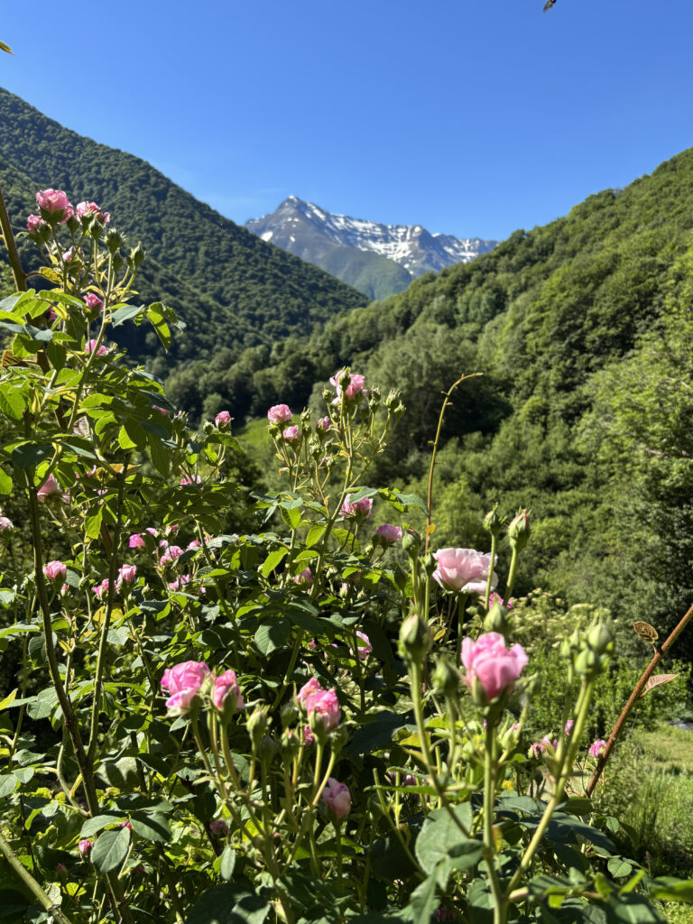 Rose Damas; aucun traitement phytochimique
